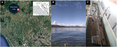 The Neolithic site “La Marmotta”: DNA metabarcoding to identify the microbial deterioration of waterlogged archeological wood